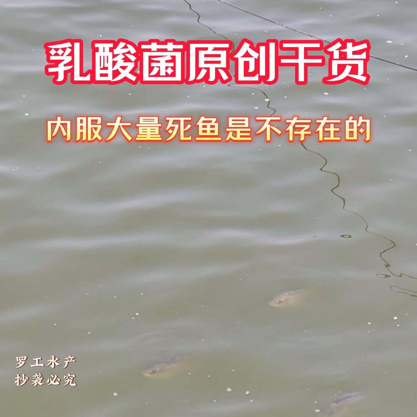 乳酸菌死鱼,水产乳酸菌用量过大缺氧的原因