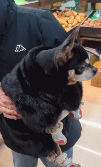 狗狗穿着定制的貂皮大衣,狗狗穿貂绒衣服视频