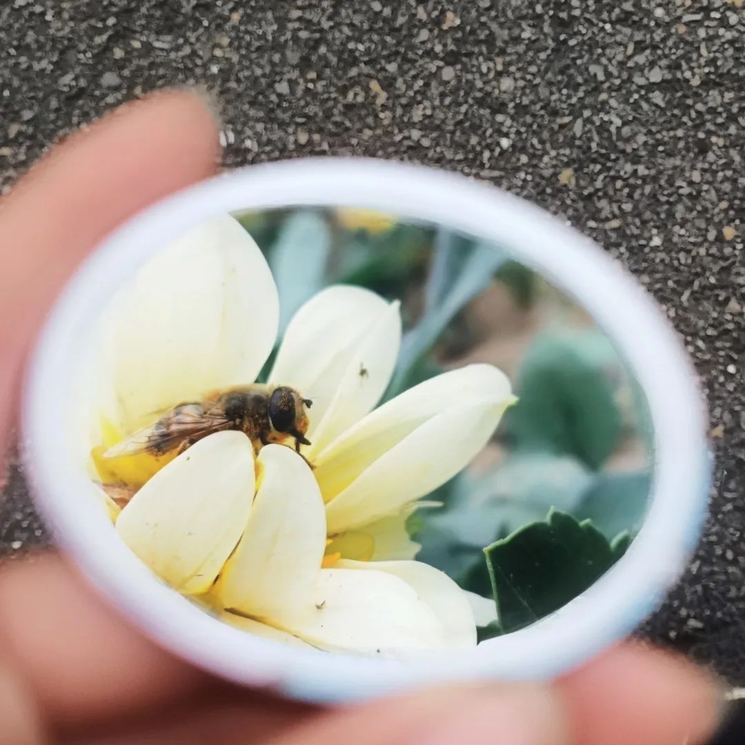 一探究“镜”!共赏镜子里的山中医