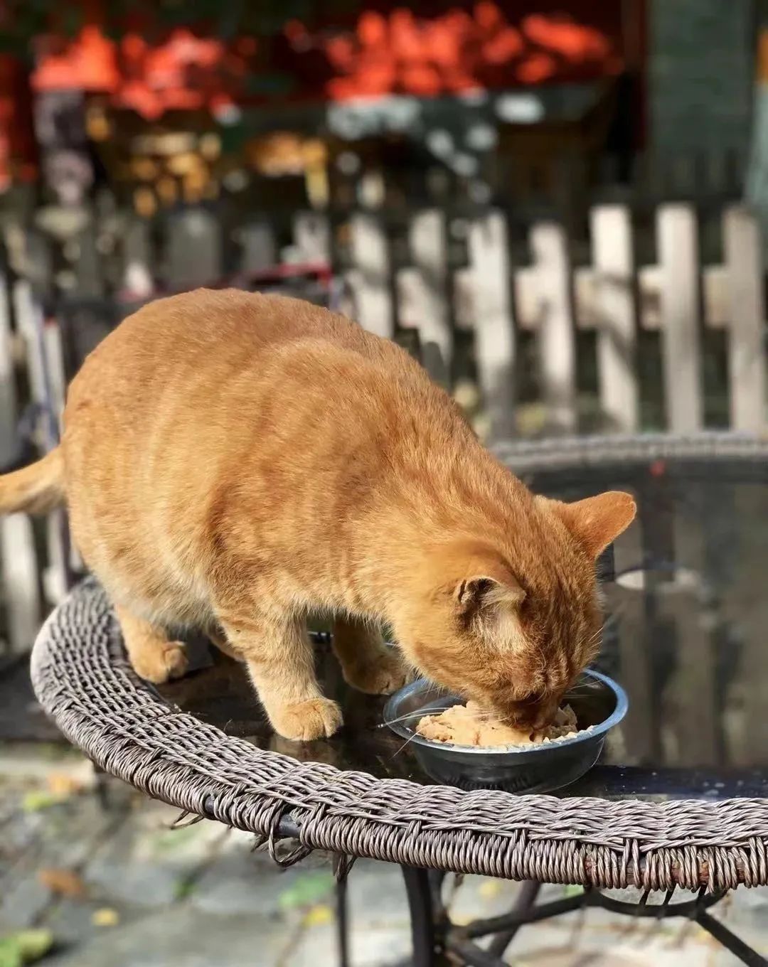 当一位普通北京市民「外头有猫了」