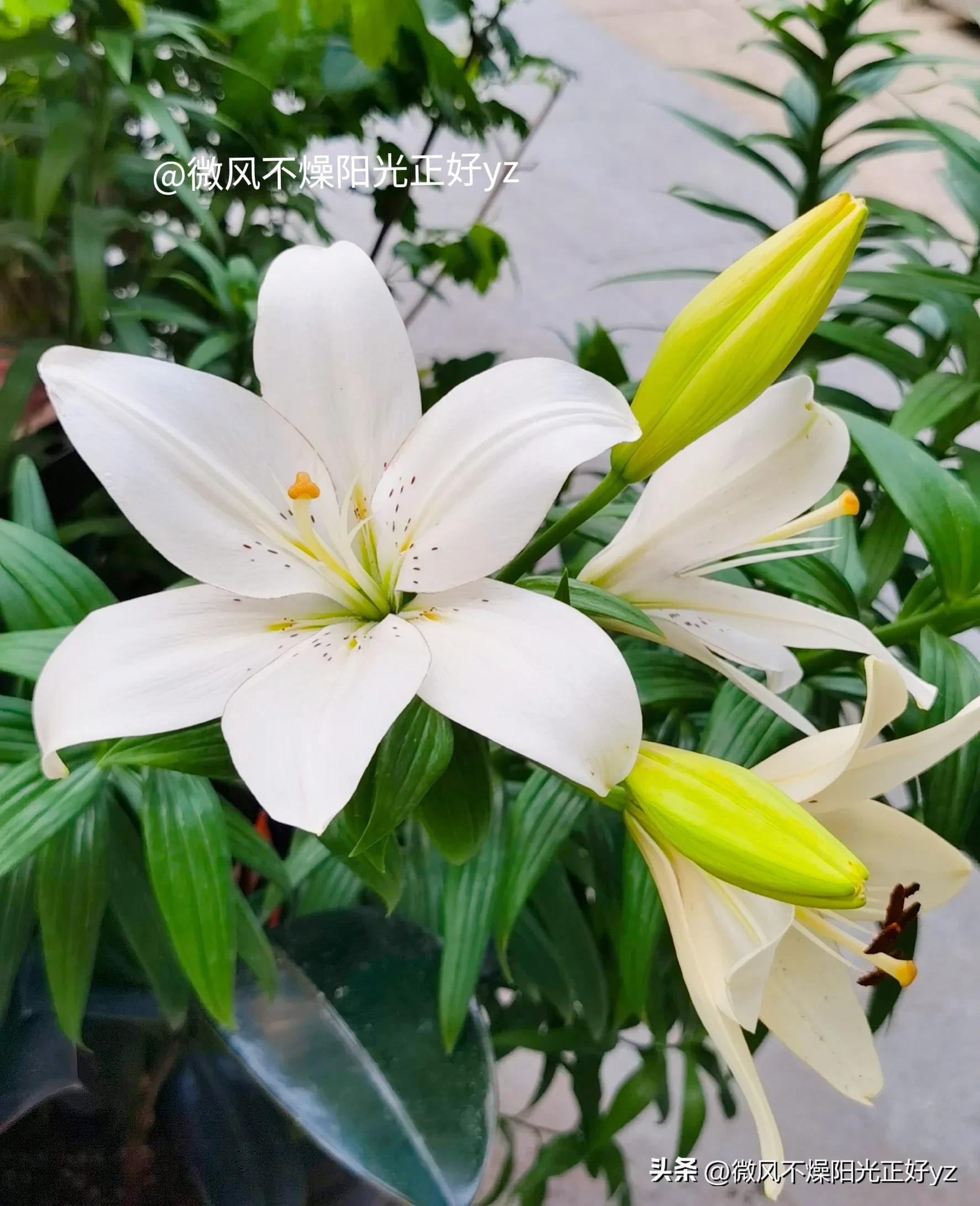 好看的百合花散发出淡淡的清香,漂亮的不同颜色的百合花