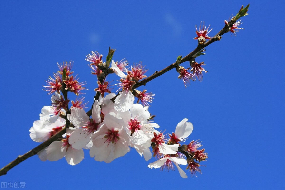 乳酸菌导致胰腺癌,乳酸菌是酸奶界的大佬
