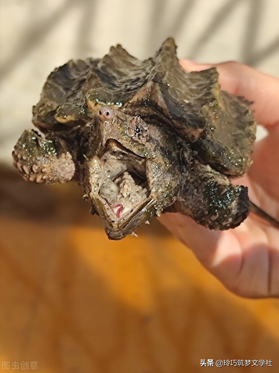 被鳄龟咬到作死,鳄龟被吓到了怎么办