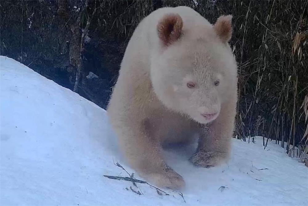 野生大熊猫和圈养大熊猫打架,白色大熊猫与大熊猫罕见同框凶