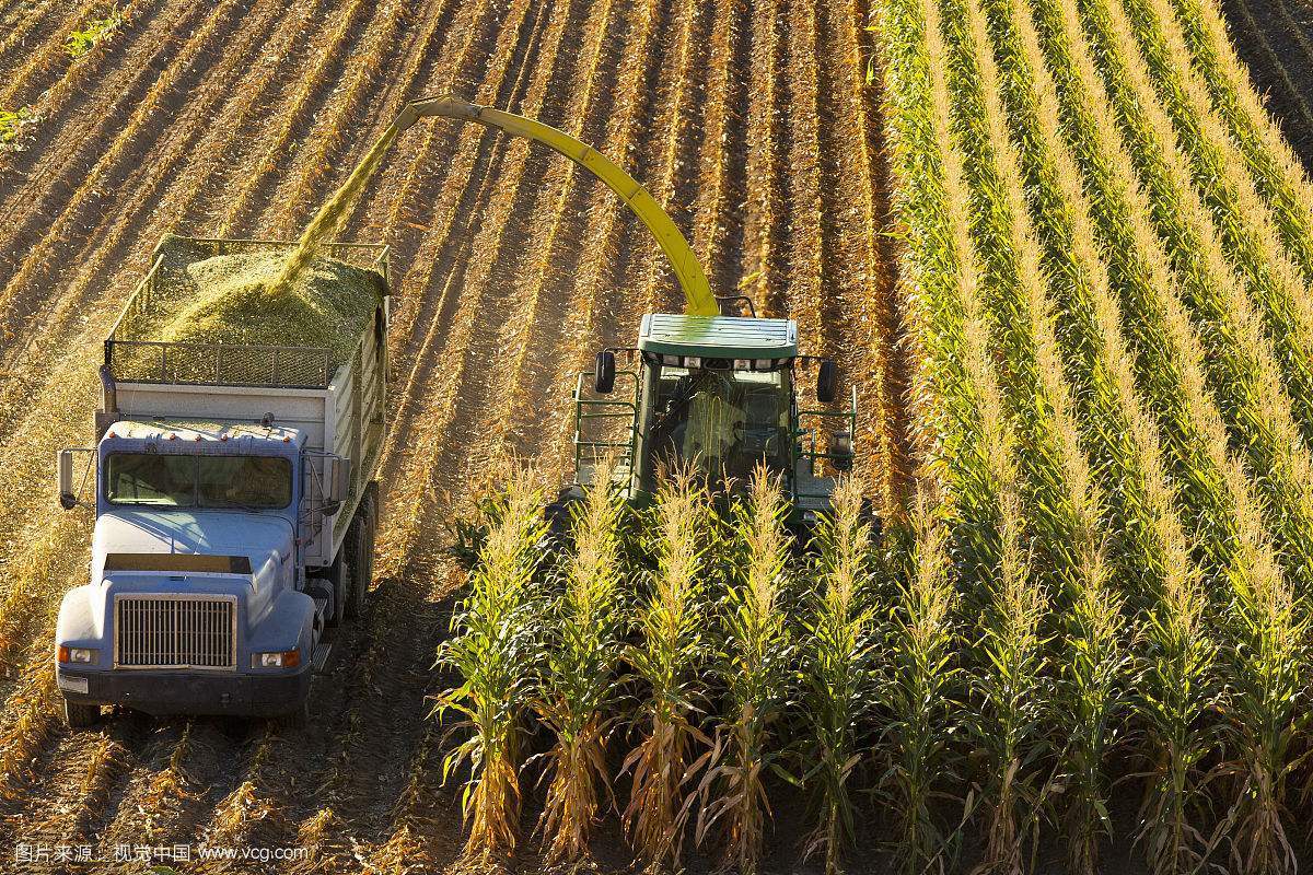 一台收割机9小时收割小麦45公顷,最新款玉米收割机青储收割视频