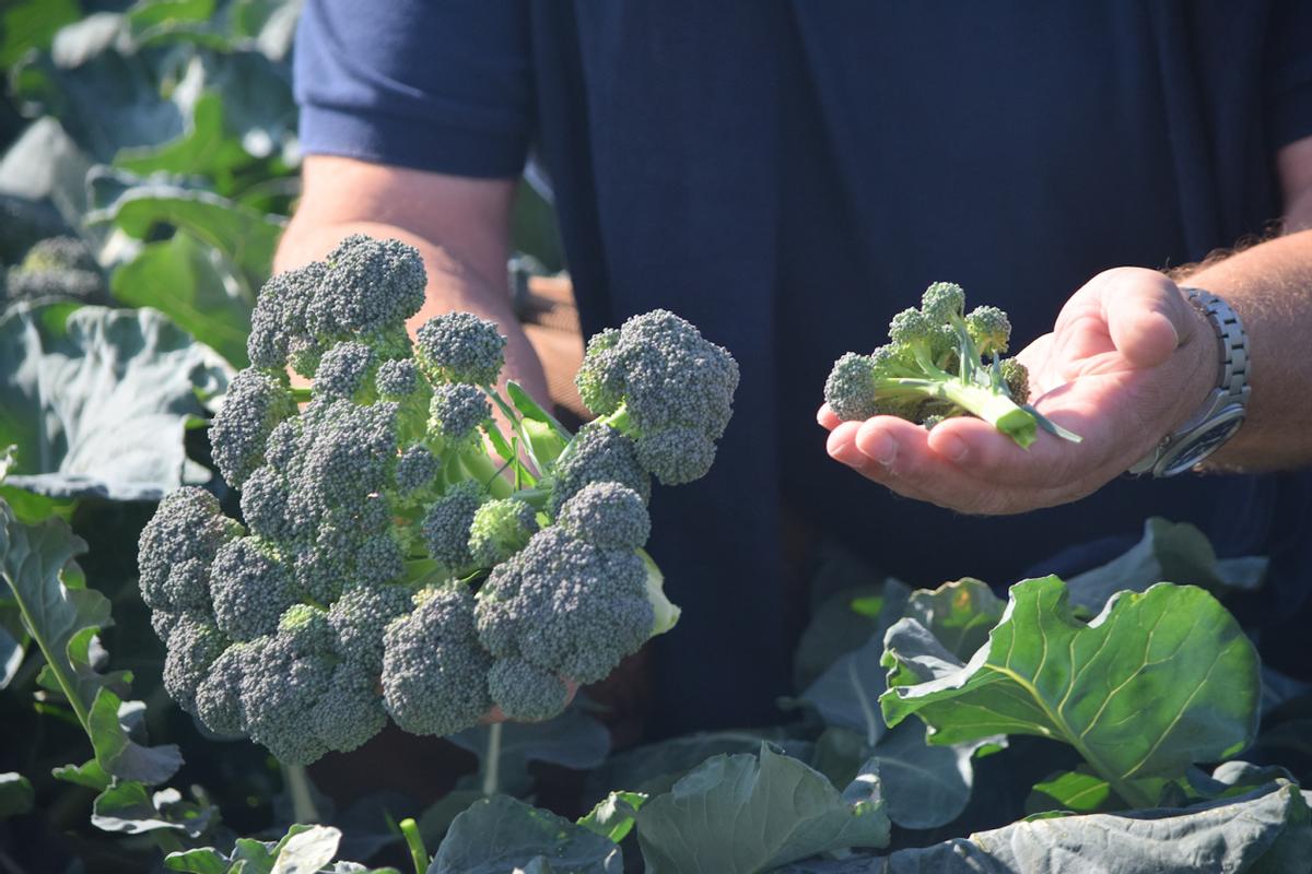 日本垄断西蓝花种子，一年赚取农民几十亿，我国正在加快国产化