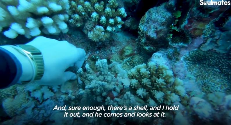 国外美女姐姐海里偶遇一只小鱼，竟引发神奇友谊！网友：前世情人