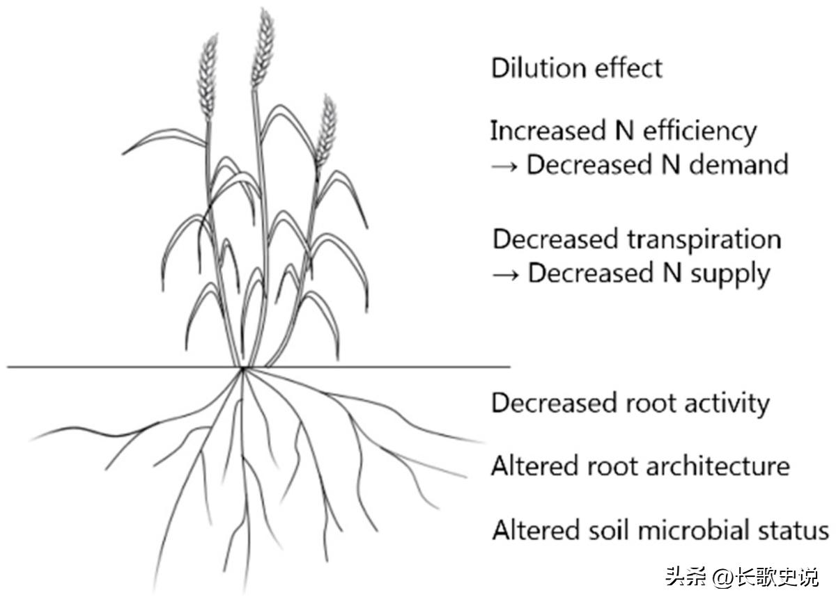 小麦淀粉糊化的温度是多少度,小麦淀粉高温糊化后有韧性吗