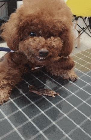 狗狗便便训练技巧大全,学会这几个技巧狗狗想不听话都难