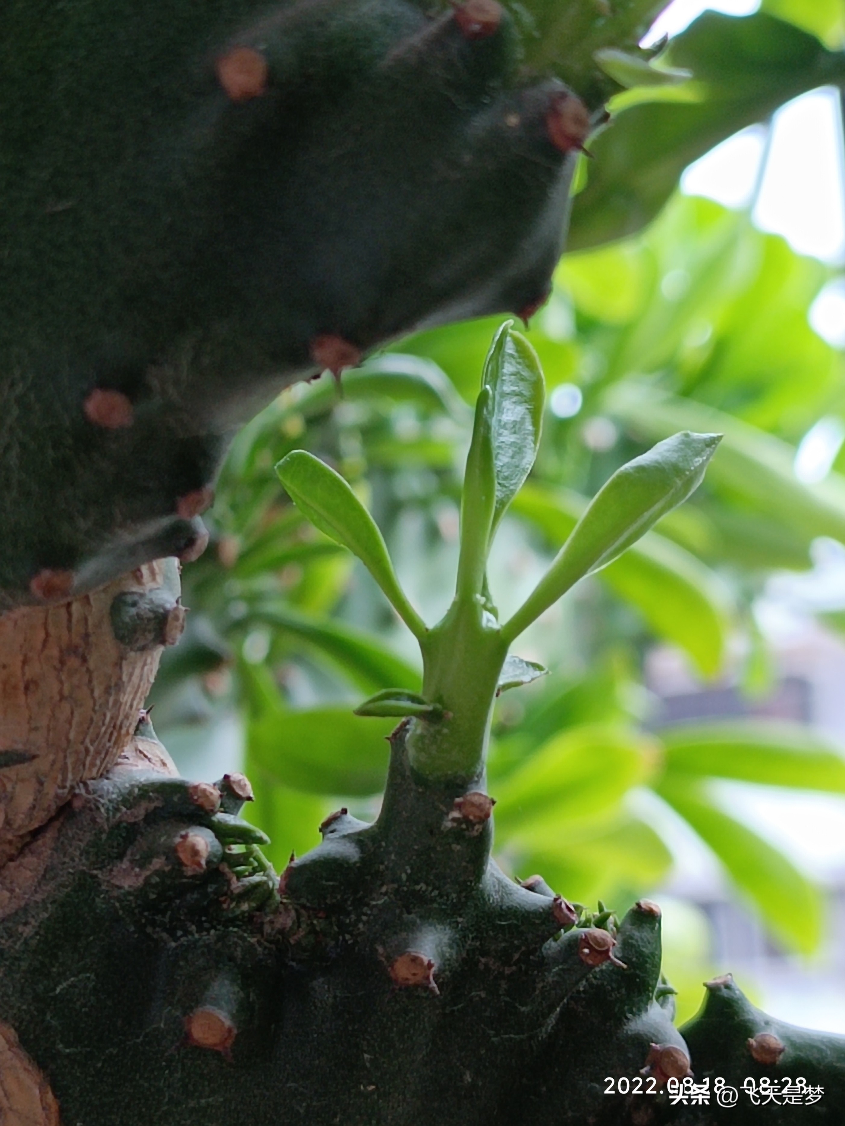 玉麒麟树的养护,玉麒麟好养吗