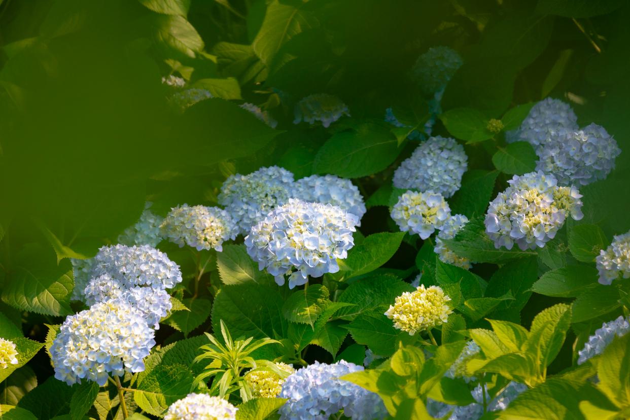 夏天专属的浪漫绣球花,绣球花是夏天的专属浪漫