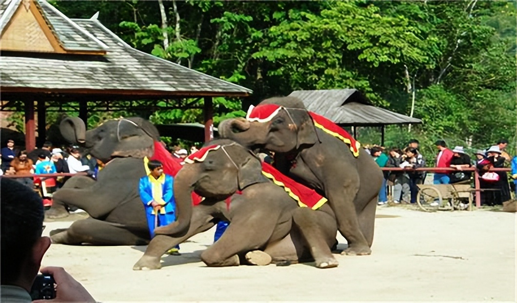 世界唯一被执行死刑的大象,被判死刑的大象