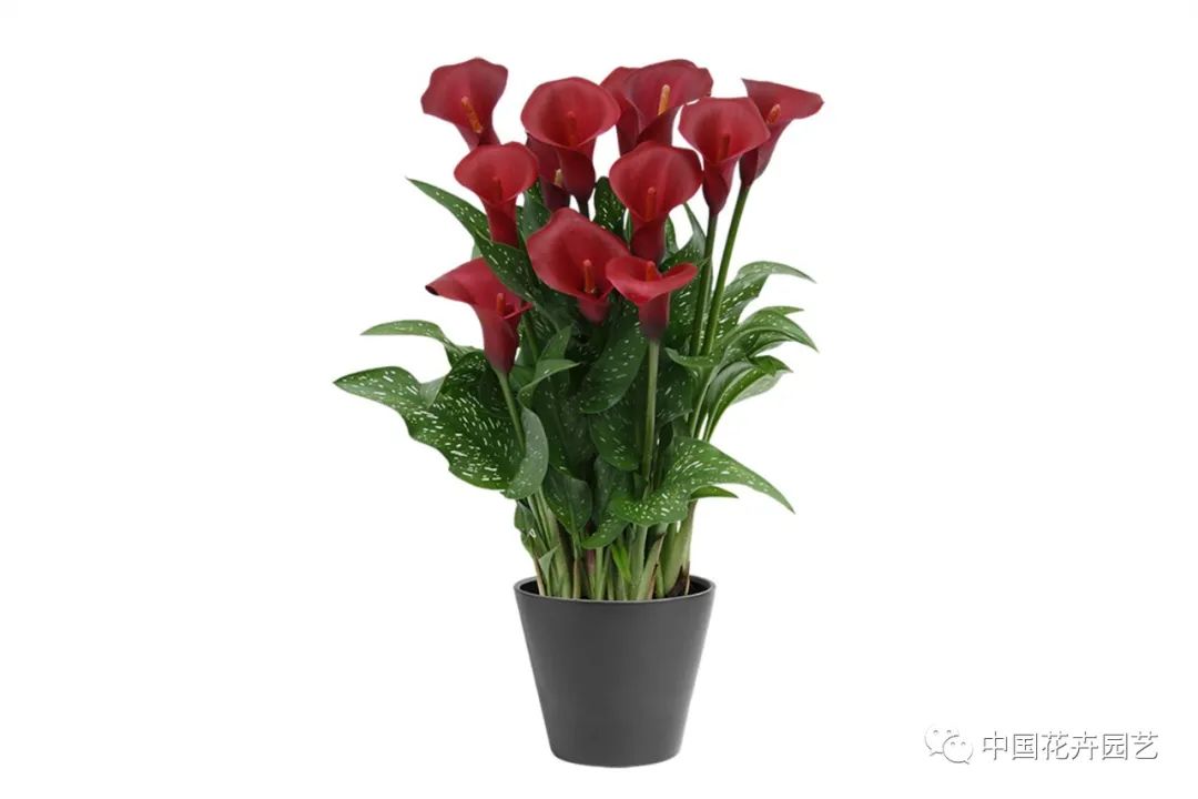 鑺卞崏鍝佺灞曠ず,鏂颁紭鑺卞崏鍝佺灞曠ず