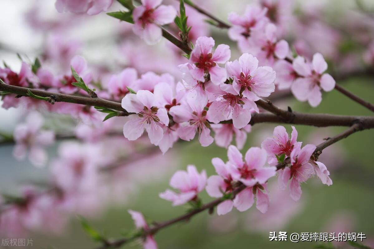 十二花神图谱完整版,工笔画十二花神欣赏