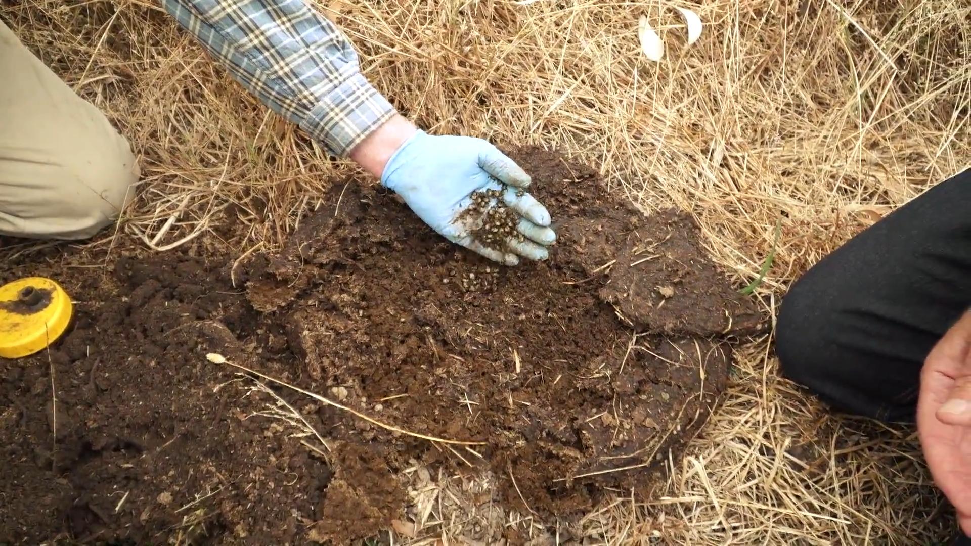 中国屎壳郎为什么备受澳洲欢迎,收购野生屎壳郎违法吗