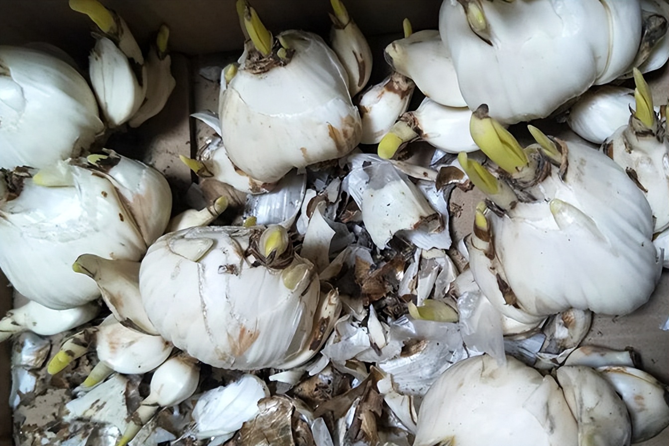 春季养这6种花请别再频繁浇水了,3种花漂亮又好养