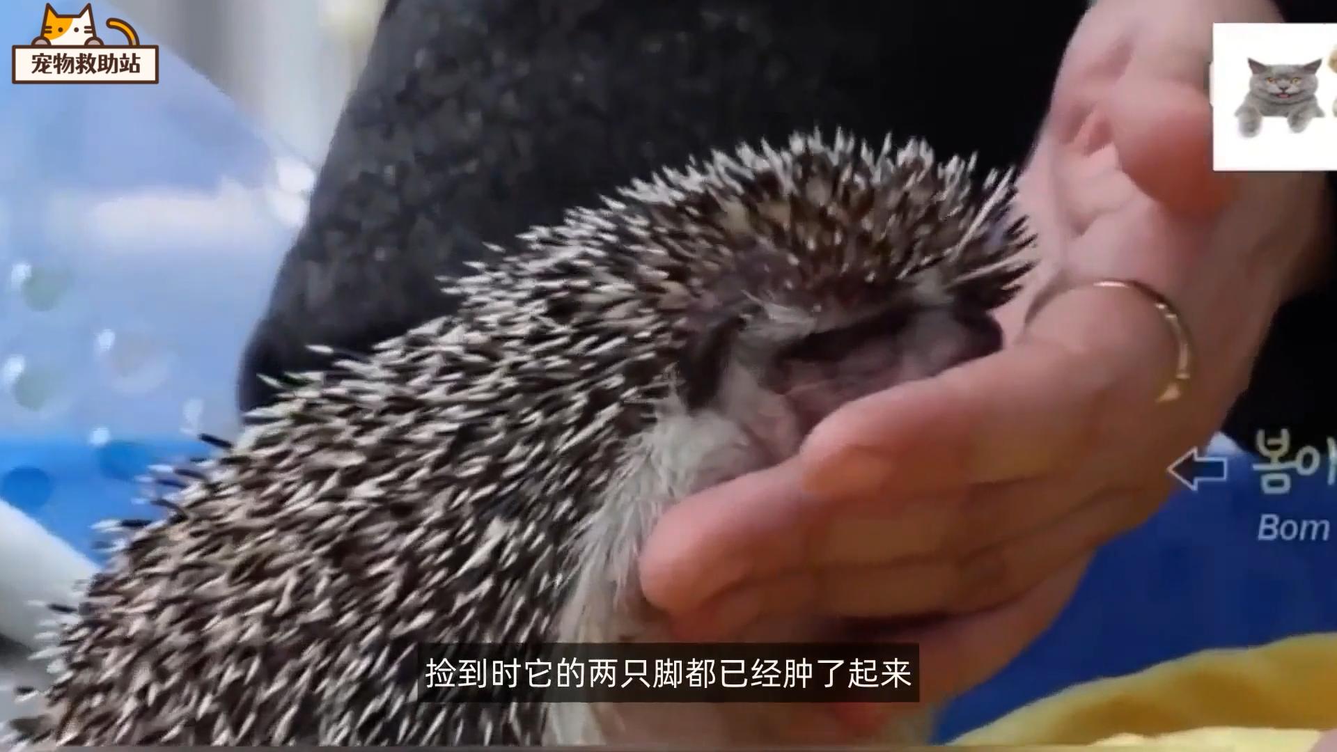 小刺猬生病,小刺猬生病了的视频