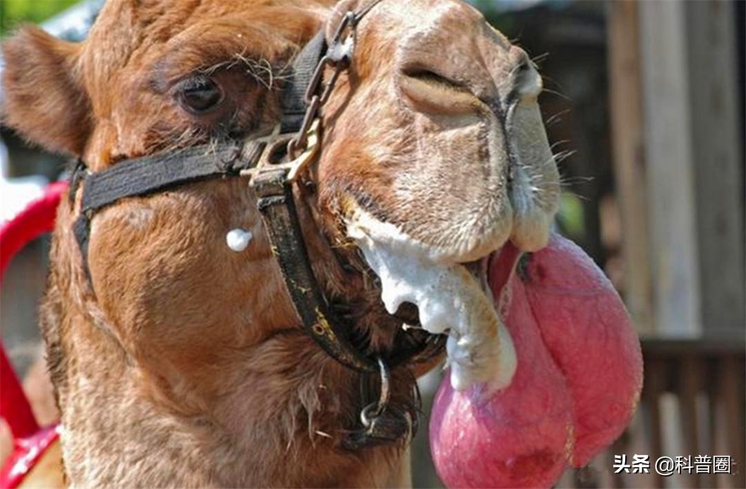 为什么渴死在沙漠里的骆驼不要碰,在沙漠里遇到死骆驼为什么不能碰