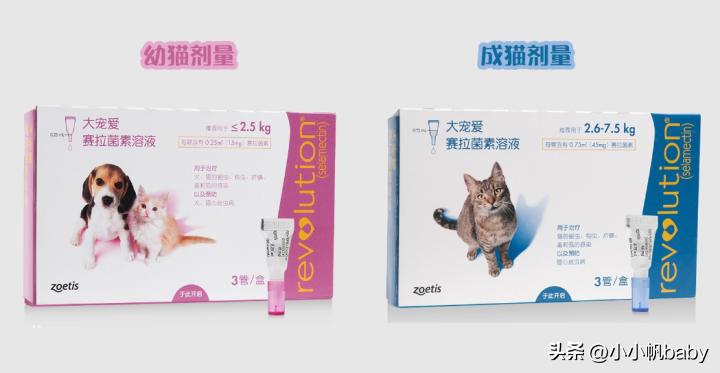 养猫咪新手入门必知驱虫,新手养猫驱虫实操