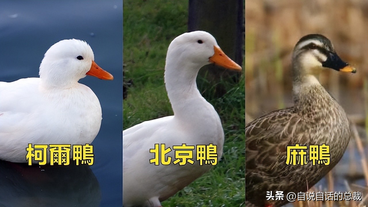 鸭：一鸭战四虎？弹射胜航母？鸭子的真相，也许超乎你的想象