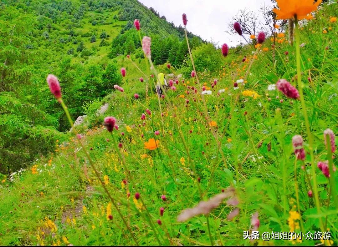 藏在深山无人知的图片,藏在深山无人知视频