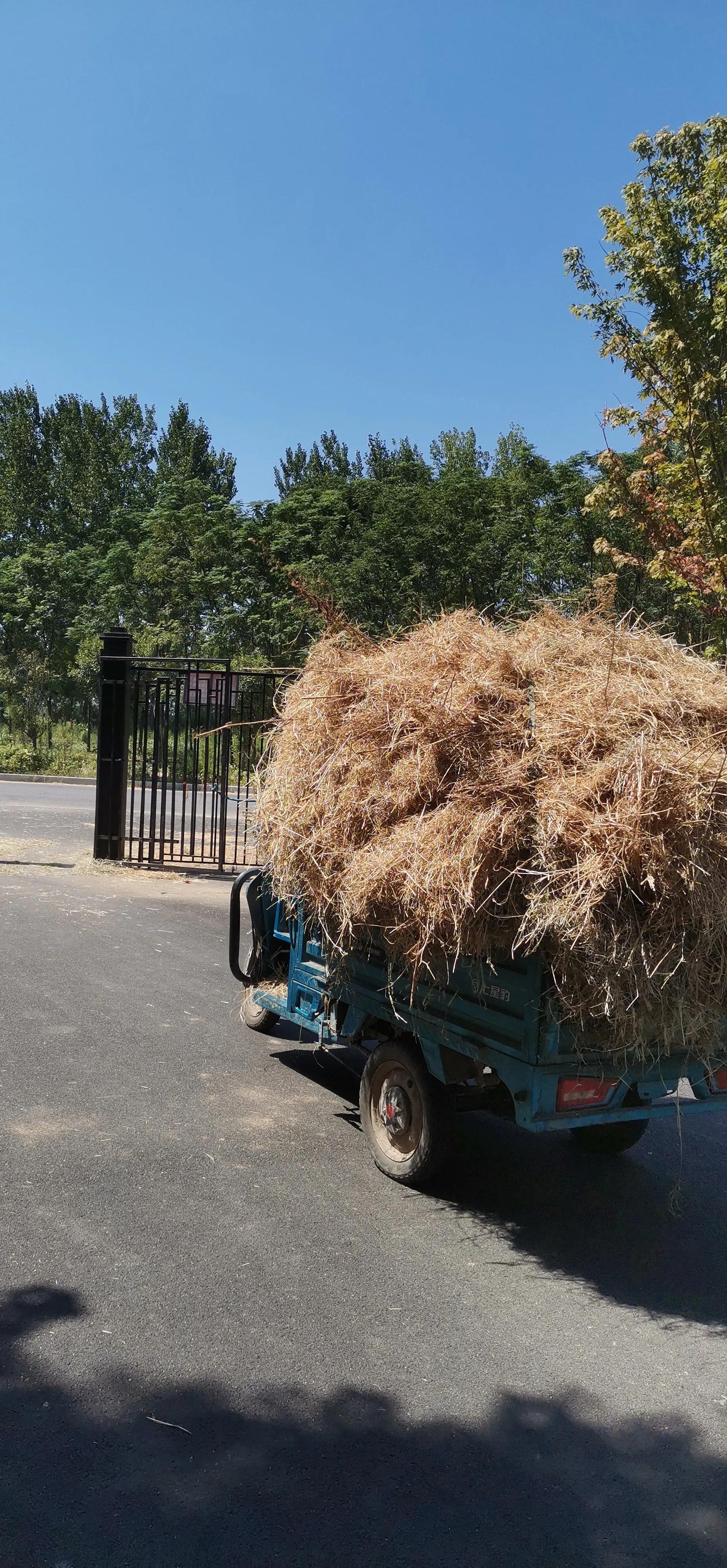 羊能长期喂白菜叶吗,羊能长期喂红糖吗