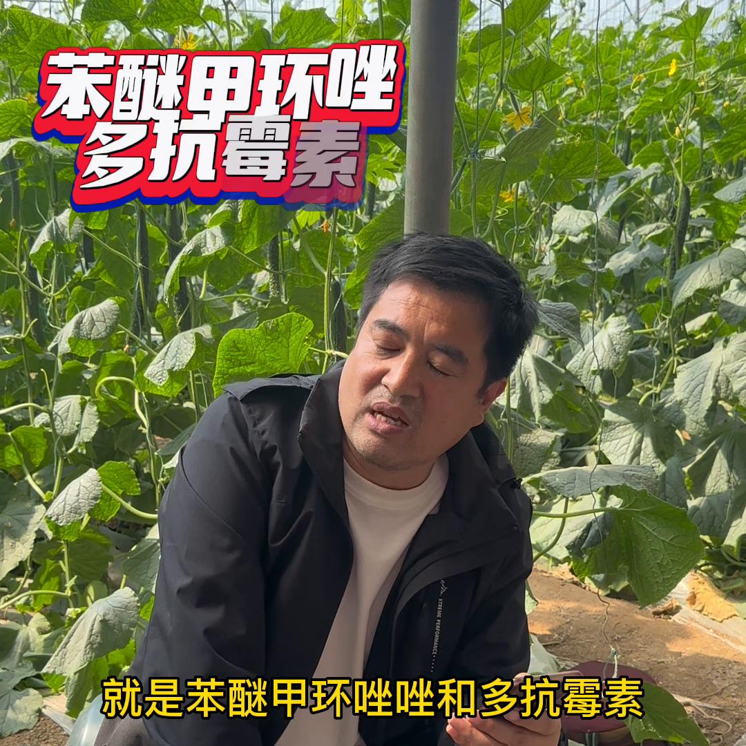 黄瓜靶斑病与黄瓜褐斑病,黄瓜靶斑病最佳治疗方法