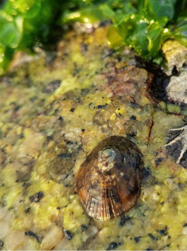 海南海鲜贝类有哪些,海南海鲜贝类