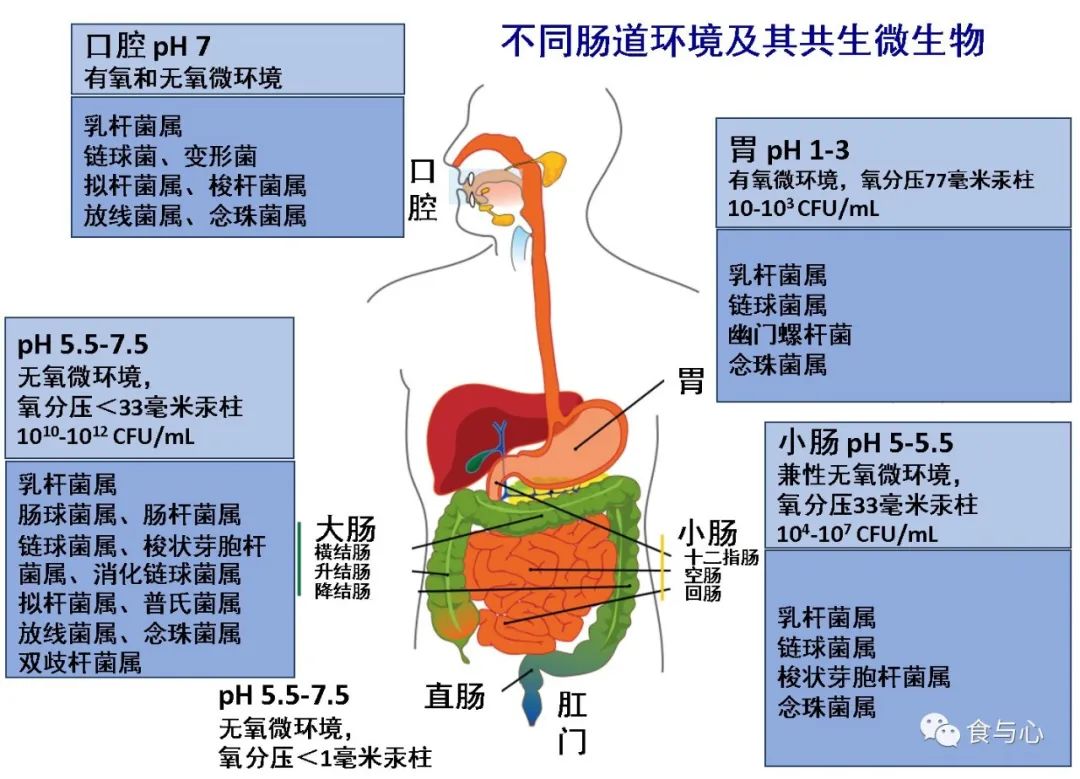 喝酸奶会导致尿酸高么,酸奶可以引起菌血症吗