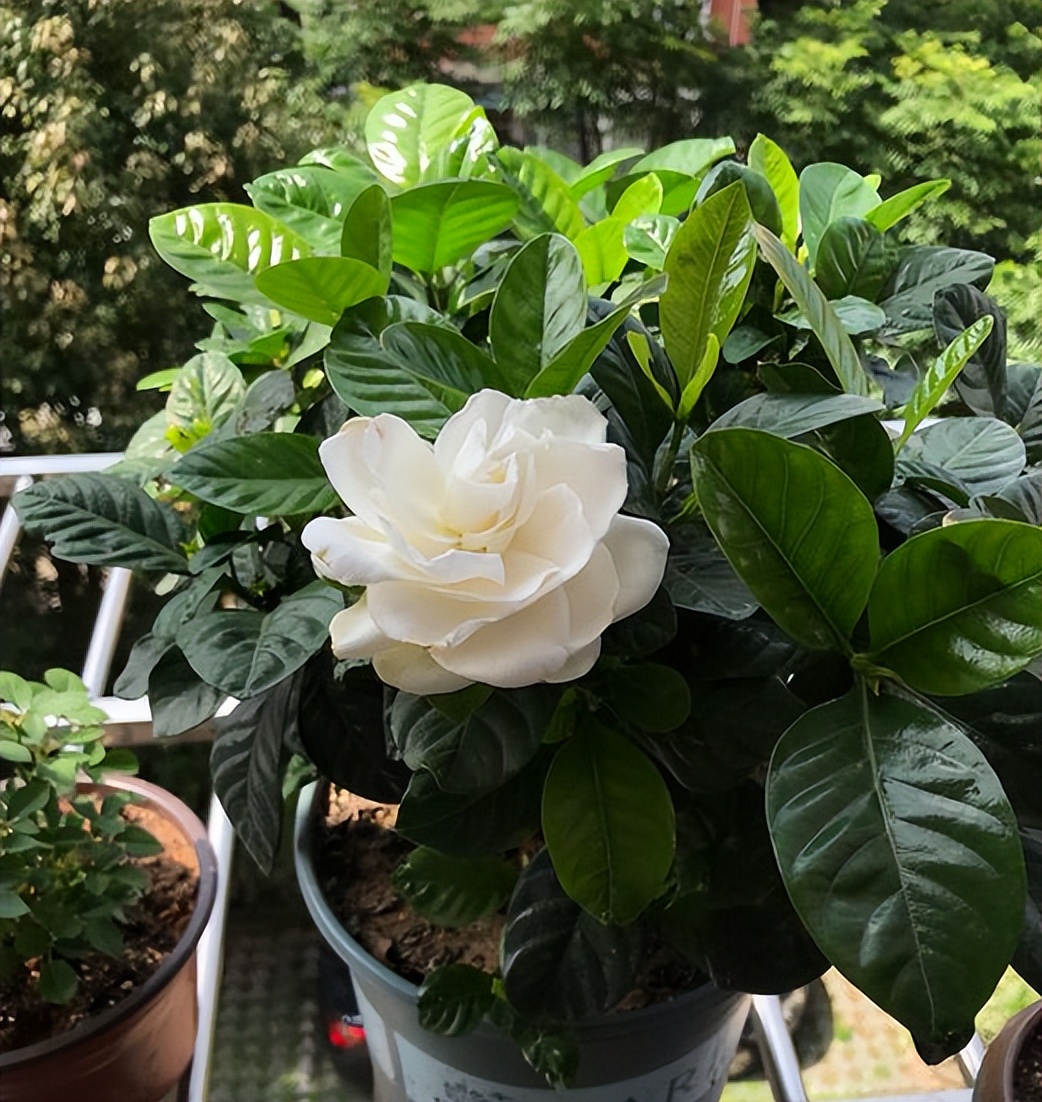 春季养栀子花怎么管理,夏天养爆栀子花的诀窍只需1个字