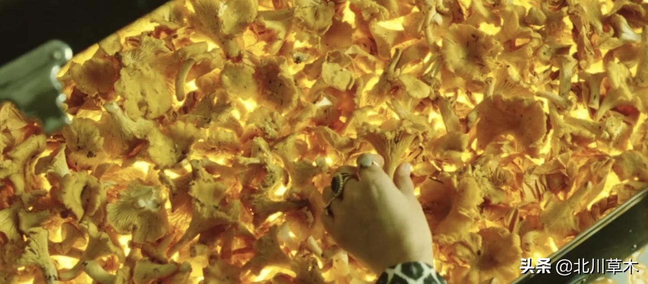 治愈电影《海鸥食堂》三个奇怪的欧巴桑，观看中你会不自觉地微笑