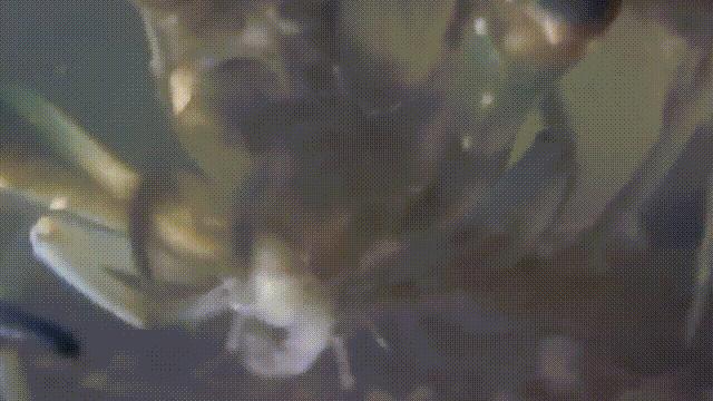 龙虾青龙和花龙区别,龙虾也是生物为什么我们要吃它