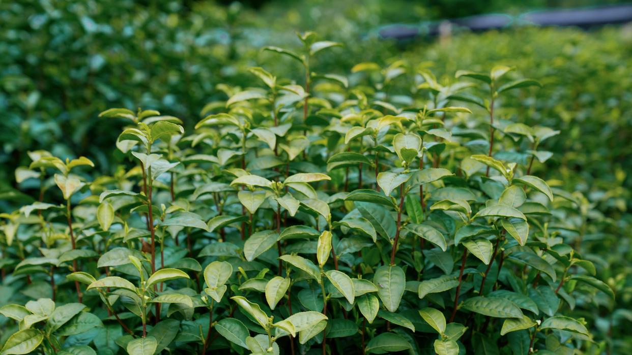 杭州自驾2小时，人间仙境，大美建德，美景美食美宿超实用攻略