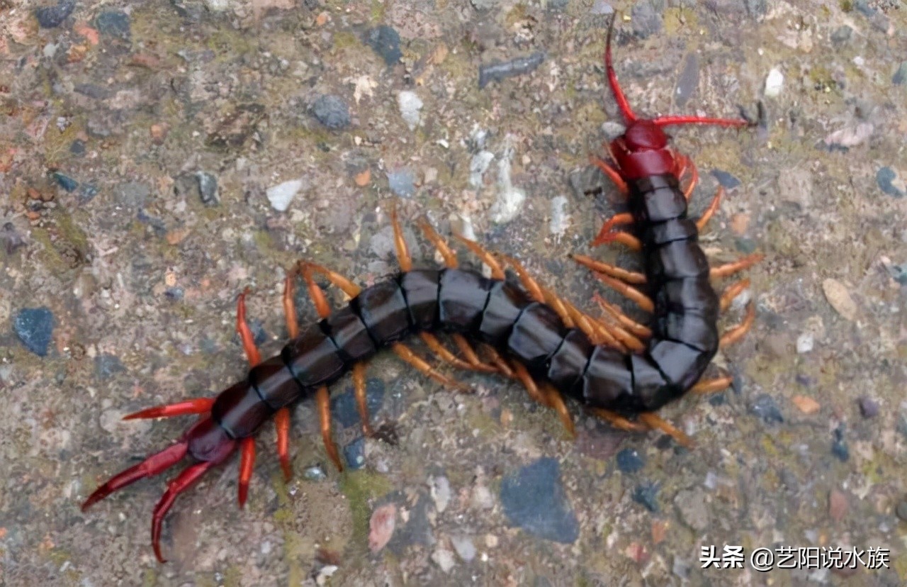 龙鱼可以喂饲料吗,养龙鱼需要加维他命吗