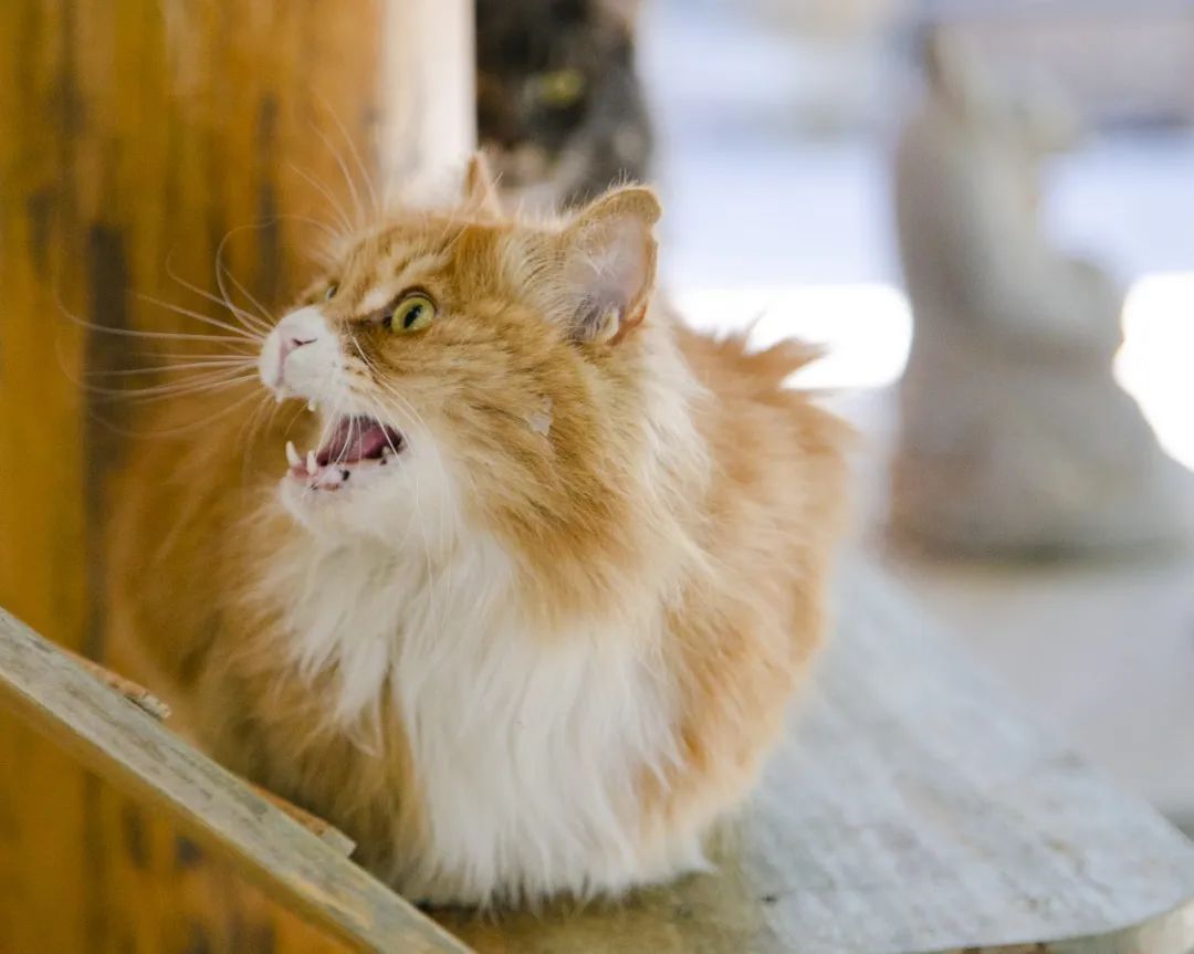 毛森森,观复猫毛森森