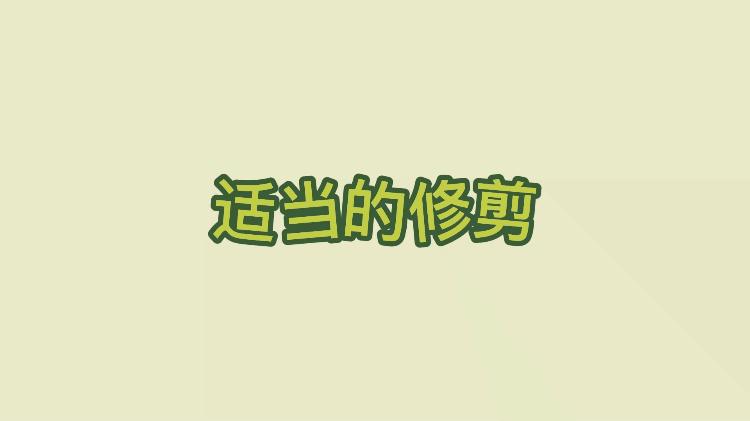 云植树的种植方法,紫叶酢浆草种植直播