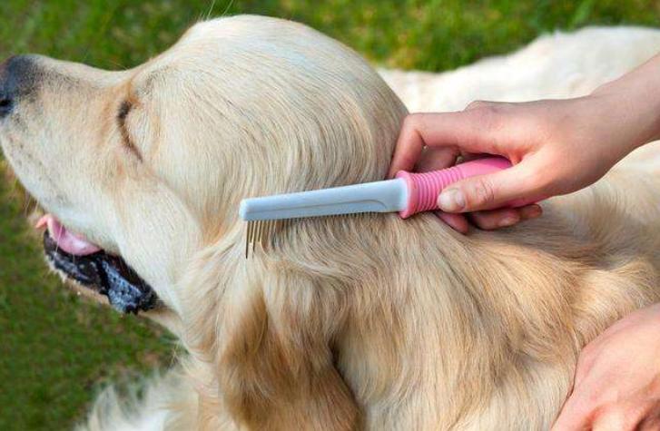 萨摩耶掉毛过程,萨摩耶铲屎官完整版