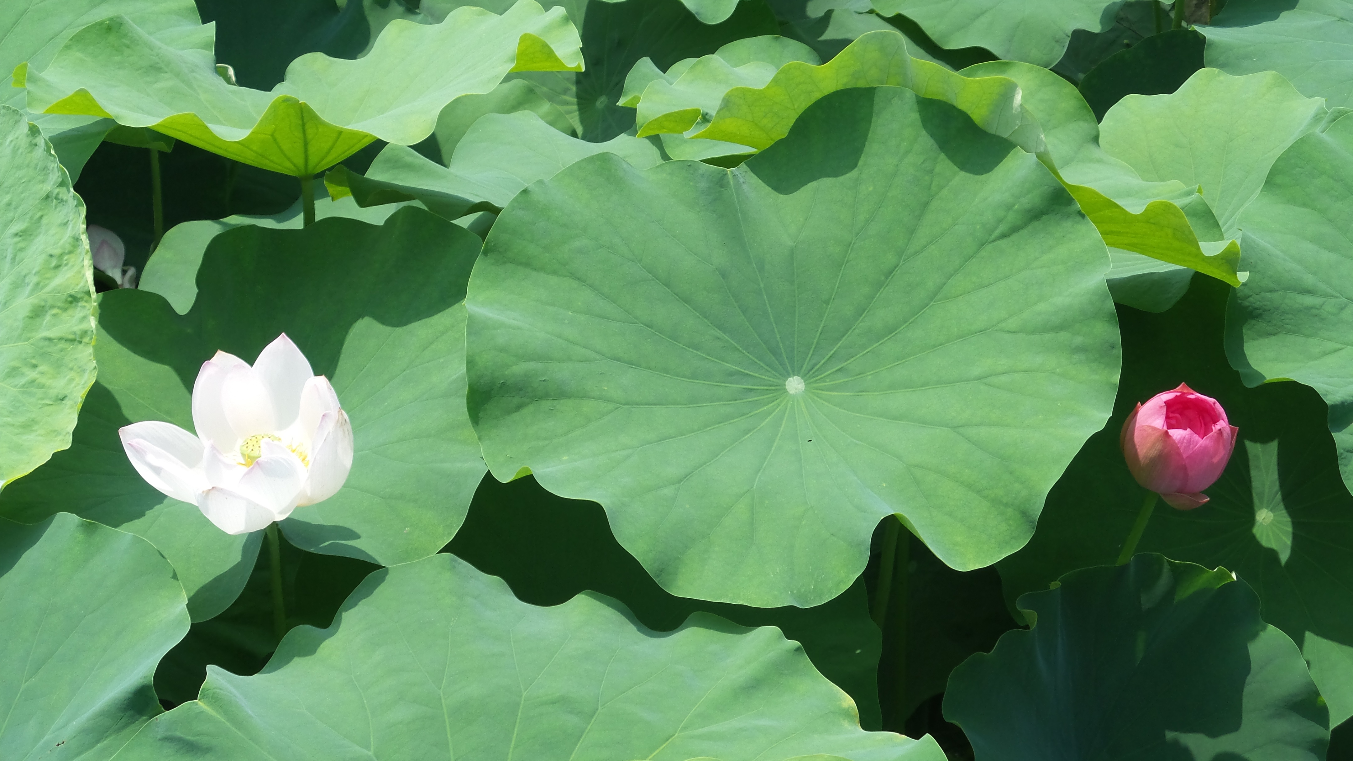 烈日炎炎赏荷花清凉一夏,京郊赏荷领略夏日之美