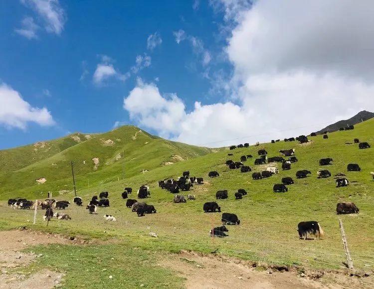 大美青海祁连美景图,美丽的青海祁连