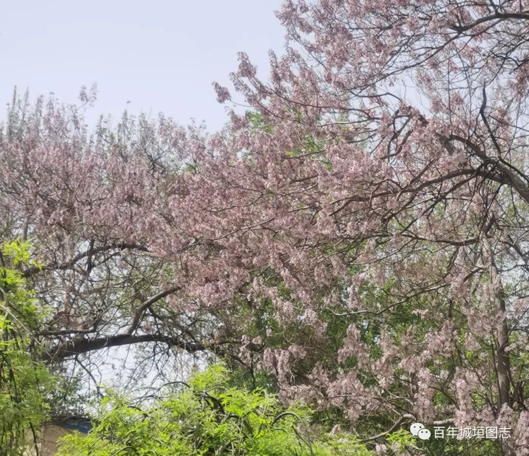 天下第一村周村风景,天下第一村周村