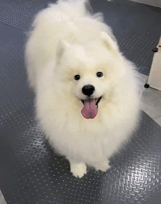 谁懂啊！回南天的养狗人家，惨过住鸡圈！pang臭！