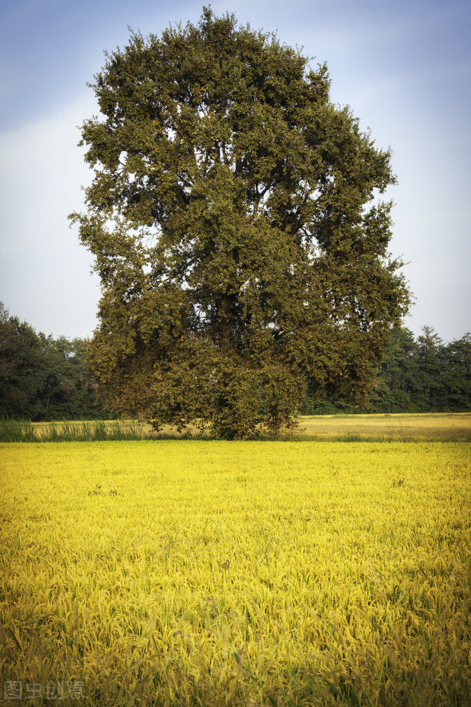 旷野中歌曲,旷野中