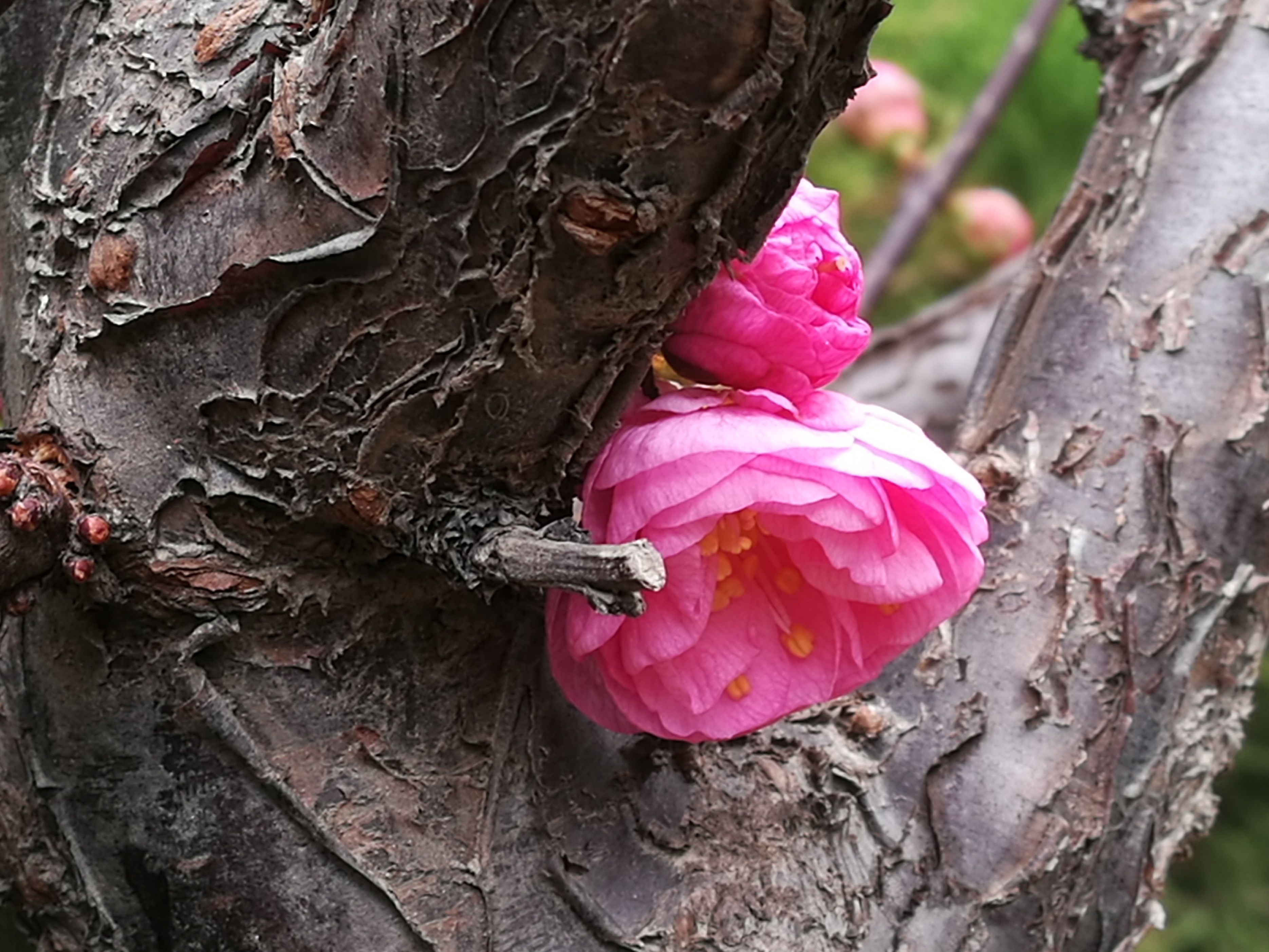 发·孔明一字文（14）