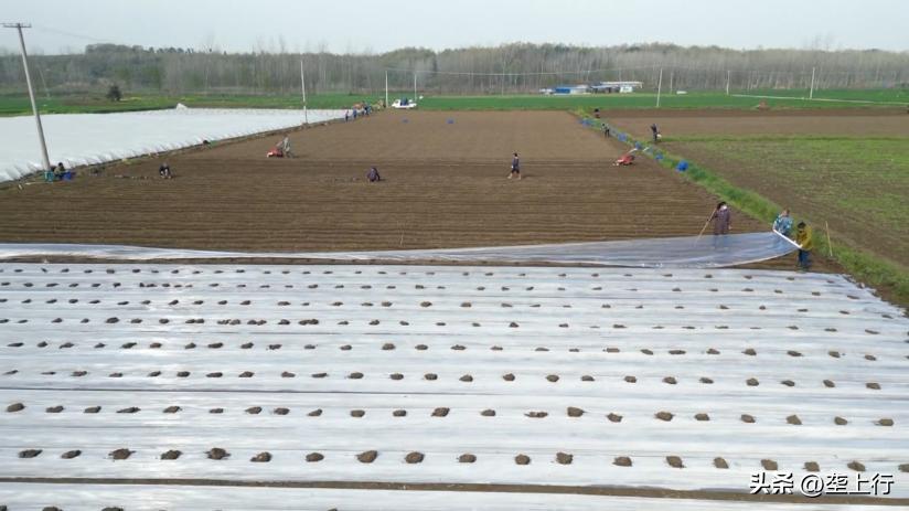 抢抓好时节乡亲种出美好“姜”来