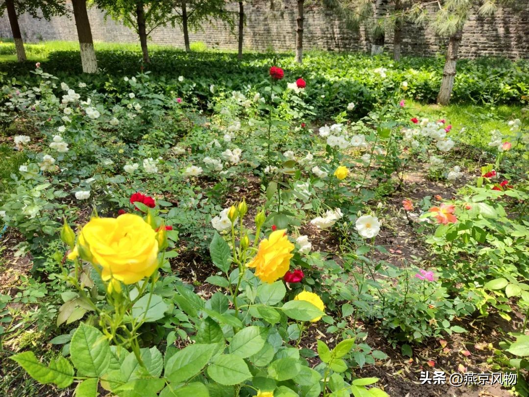 又到一年花开时下半句,又到一年花开时朗诵