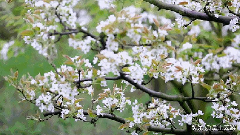 绿野春花,绵阳安州看花免费推荐