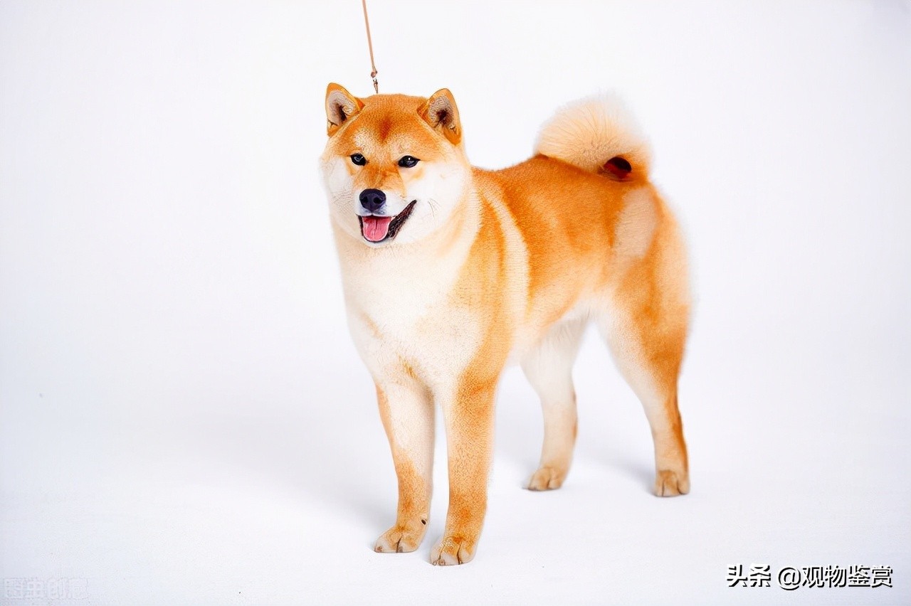 你知道狗的尾巴是什么形状的吗,狗的尾巴像什么,有什么不同?