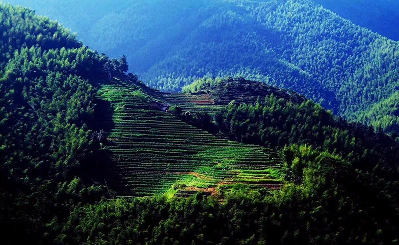 如何销售安溪铁观音产品,安溪铁观音市场营销方案