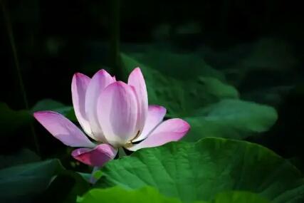 该怎么当一个佛系老师,该不该做一位佛系老师