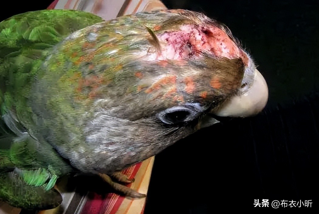 鹦鹉气息微弱怎样急救,鹦鹉抢救过来后续怎么喂食物